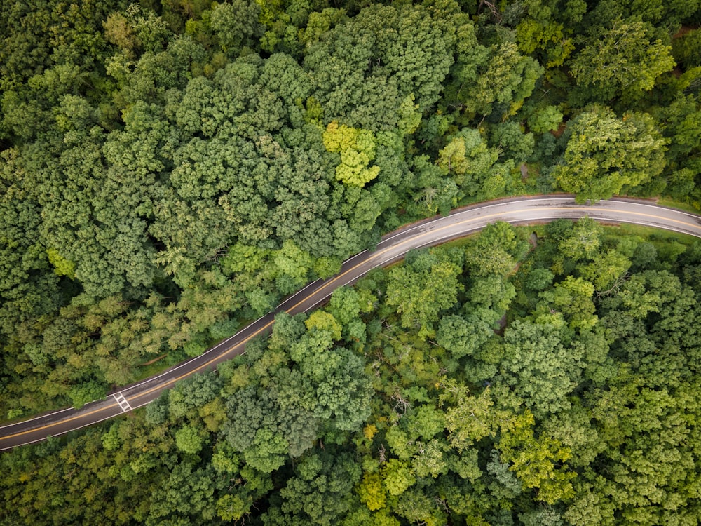 aerial view of road in the middle of green trees