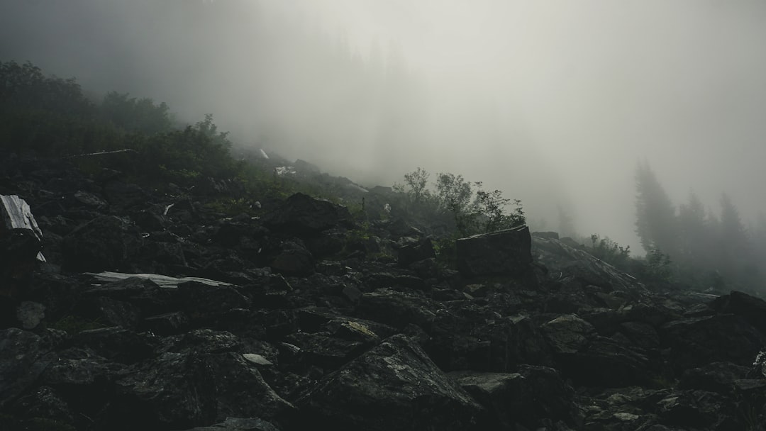 green trees on rocky ground during foggy weather