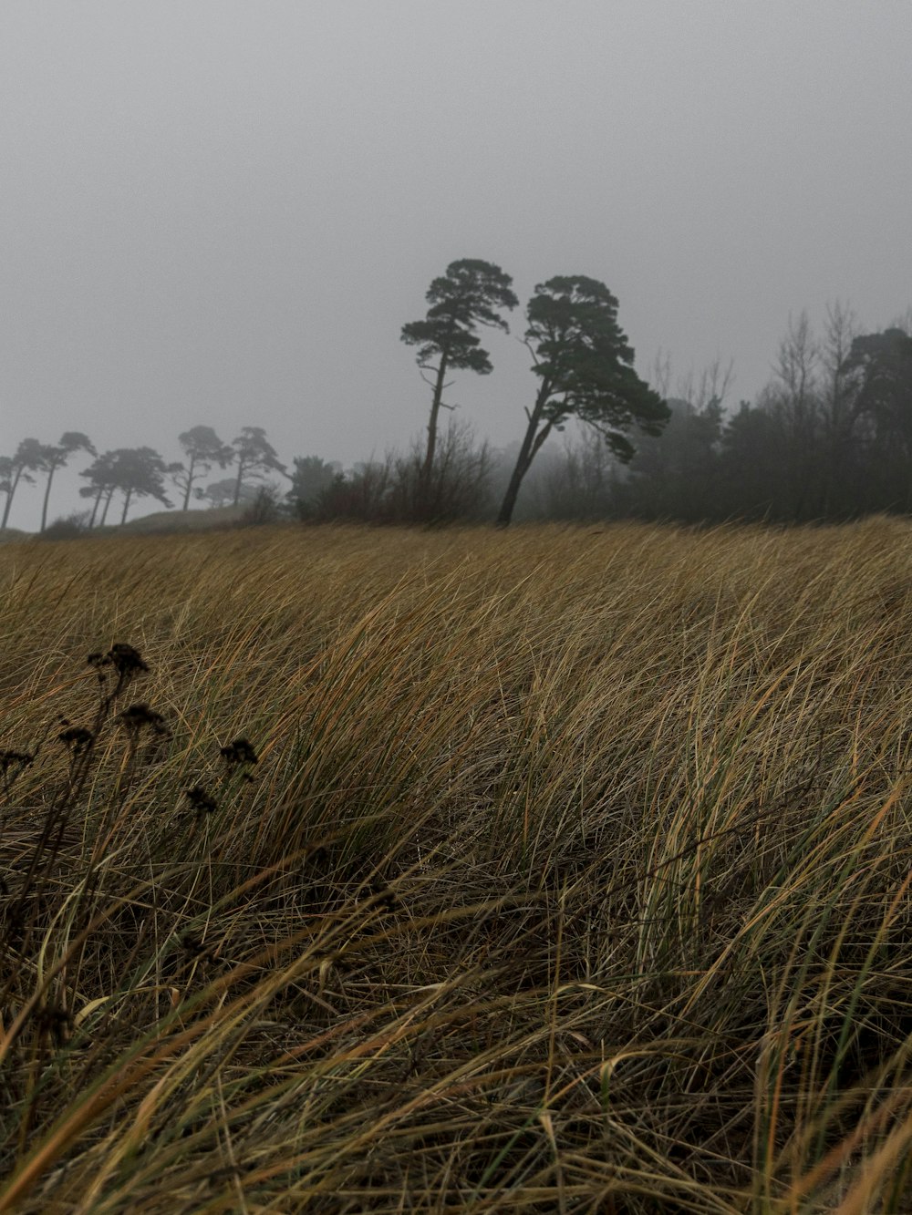 brown grass field during daytime