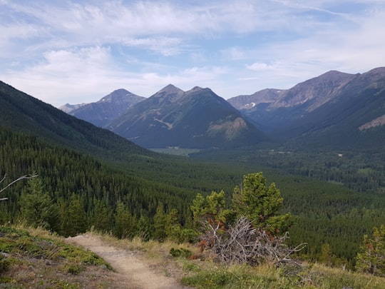 green trees on mountain under blue sky during daytime in Alberta Canada