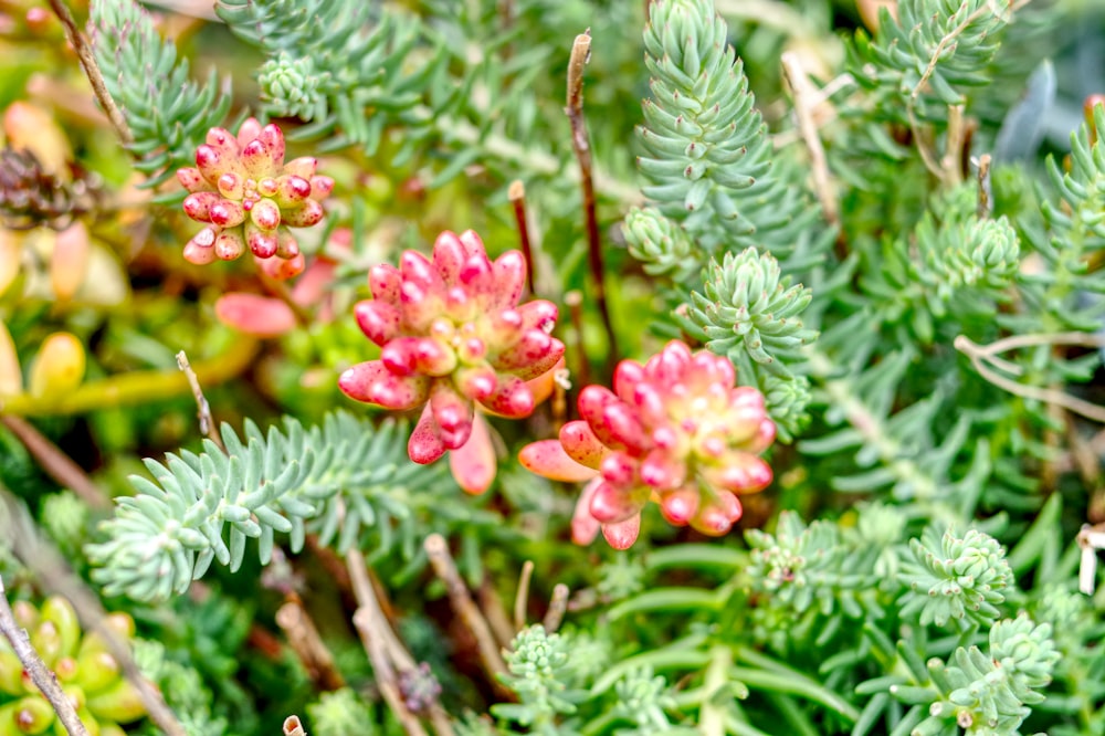 pink flower buds in tilt shift lens