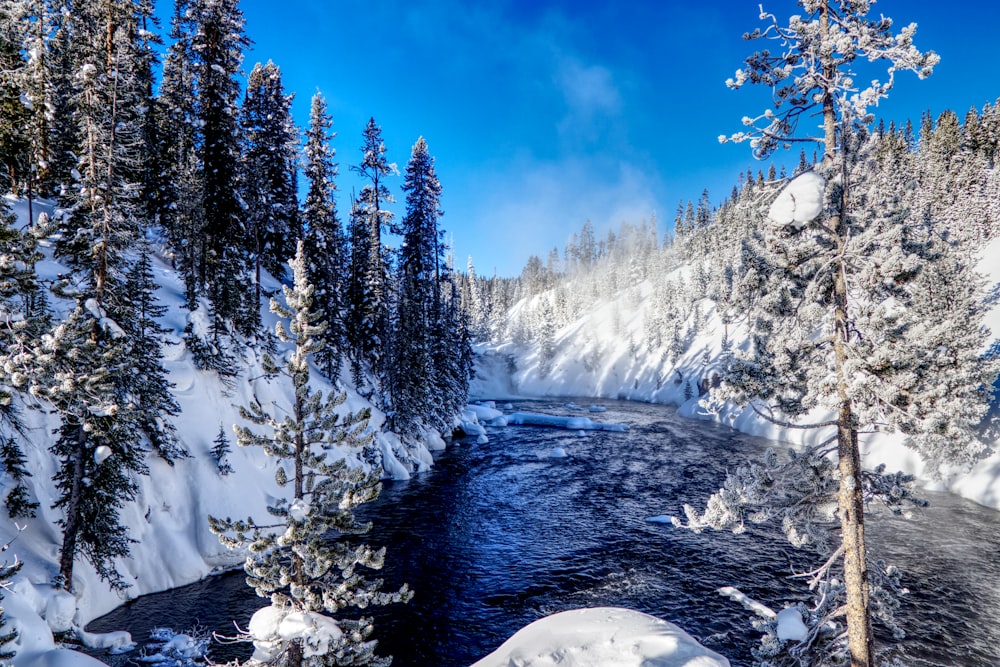 snow covered trees and field during daytime