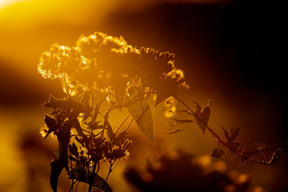 yellow flowers during golden hour