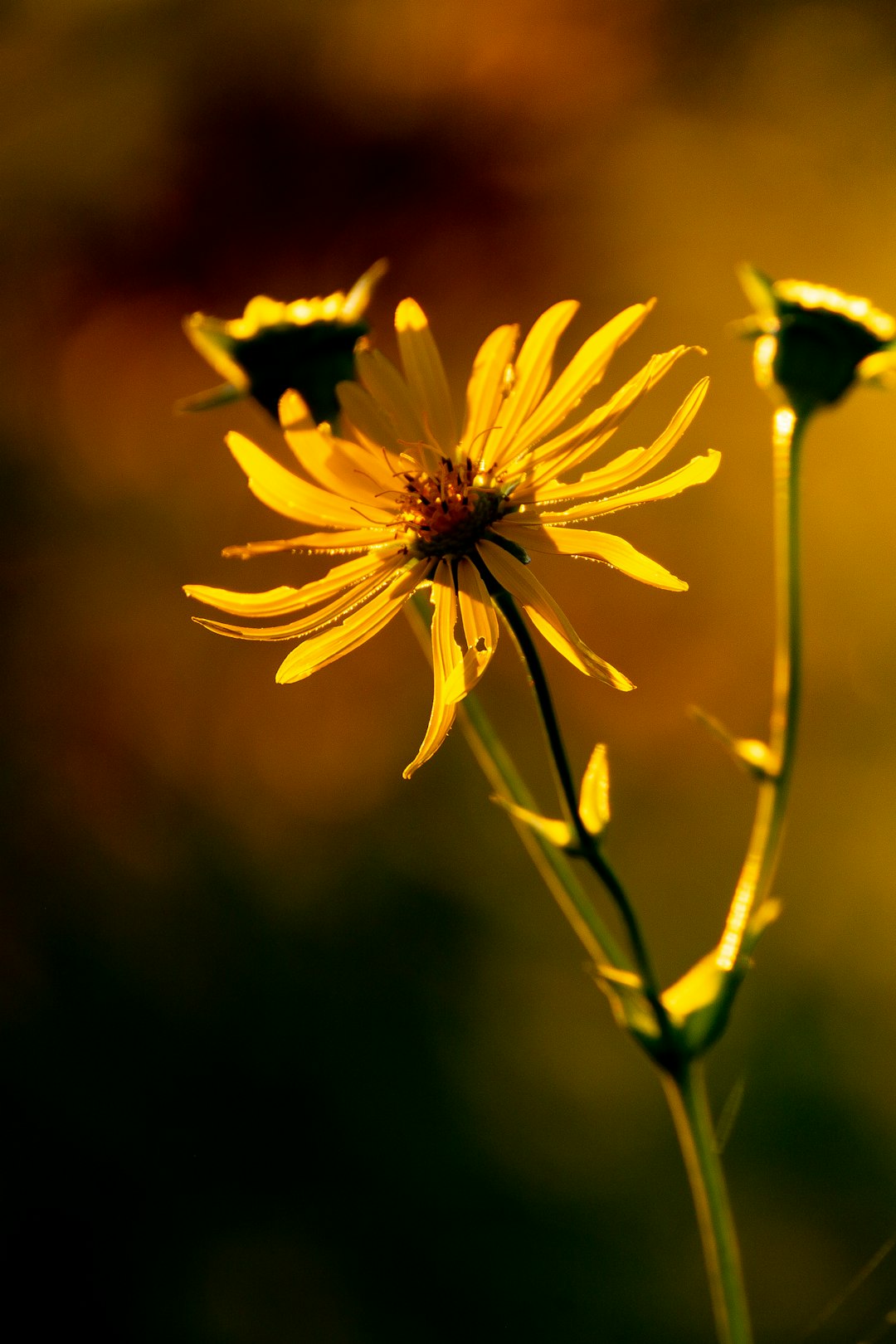 yellow flower in tilt shift lens