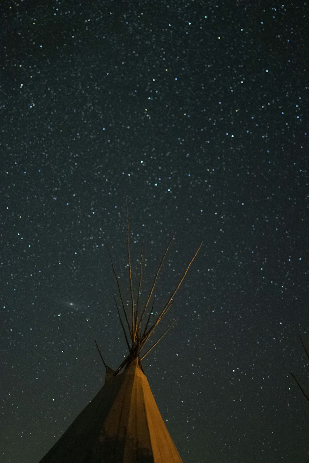 Planta marrón y blanca bajo la noche estrellada