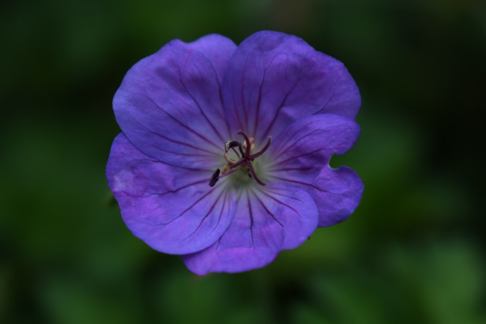 purple flower in tilt shift lens