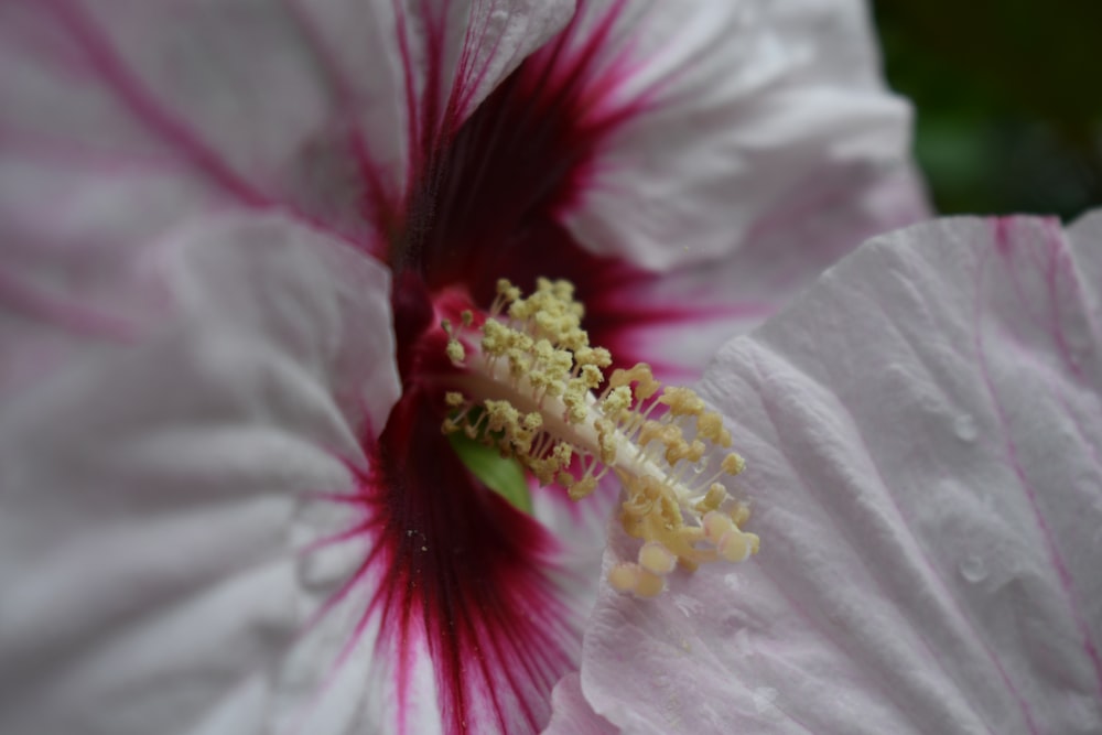 white and pink flower in macro photography