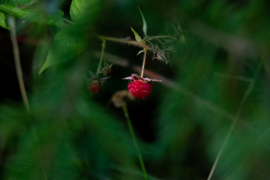 red flower in tilt shift lens