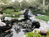 A serene koi pond surrounded by natural stone and lush greenery in a business courtyard.
