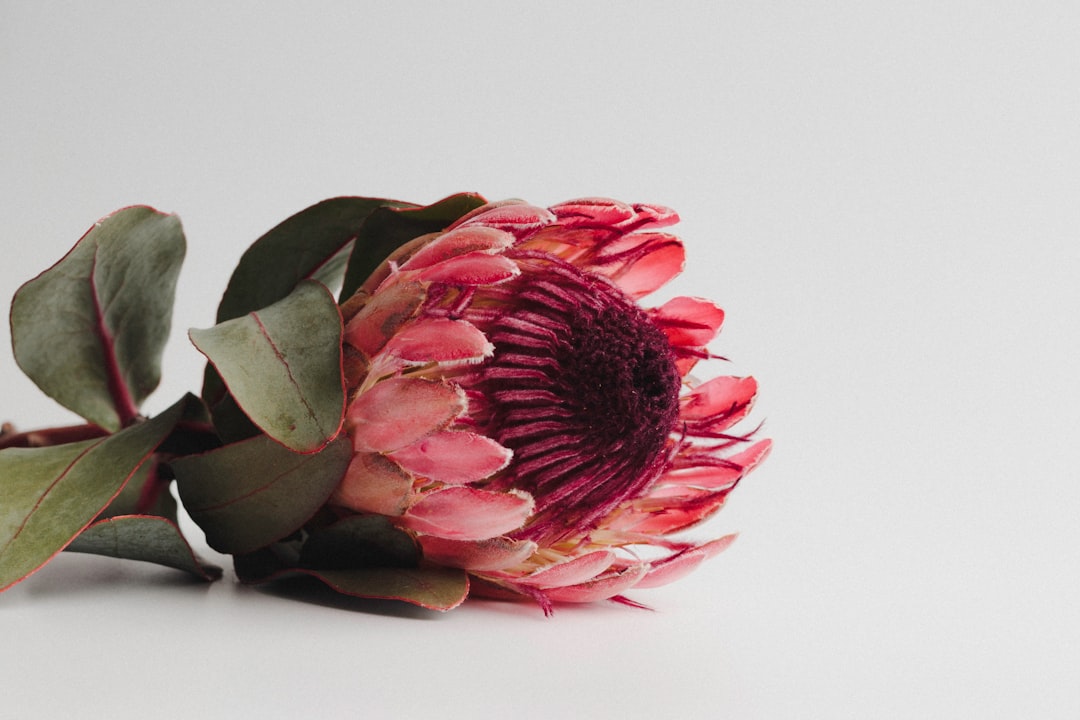 Protea Pictures | Download Free Images on Unsplash