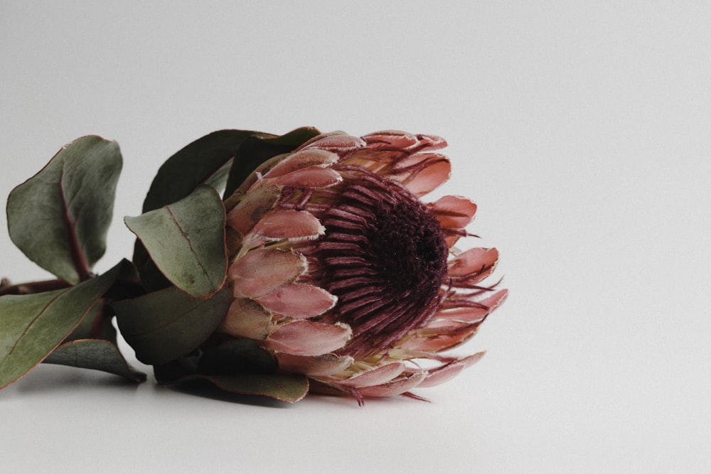 pink and green flower on white surface