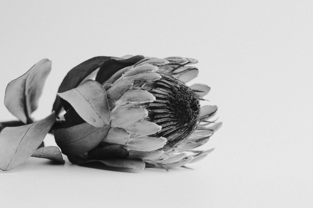 gray scale photo of flower