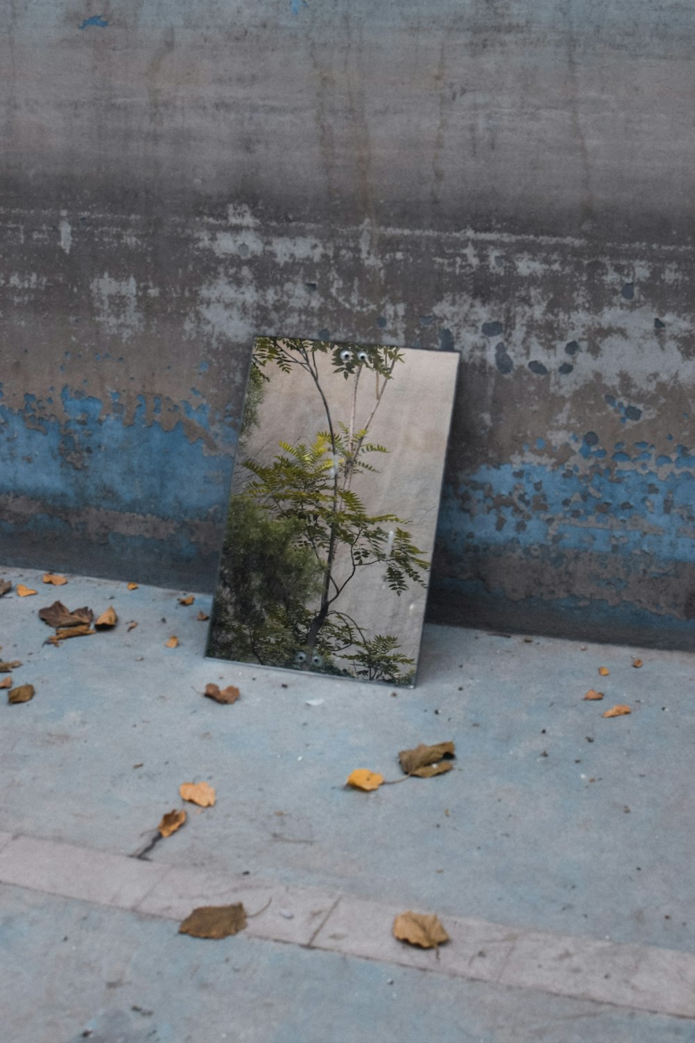 green leaves on blue concrete wall