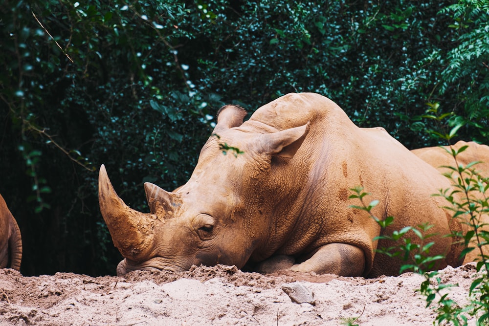 brown rhinoceros lying on ground during daytime