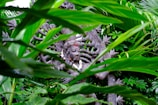 brown and white dragon head