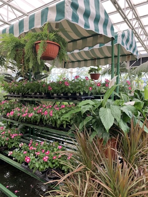 A greenhouse setting features multiple tiers of lush, vibrant flowering plants with pink blooms. Hanging ferns cascade from a striped canopy, adding greenery to the arrangement. There is a mix of plants with broad leaves and others with more slender, grassy leaves.