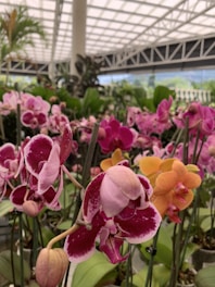A variety of colorful orchids in full bloom, with shades of pink, orange, and red. The orchids are placed in a greenhouse environment, with a large, bright structural ceiling above and lush green foliage around. Tall stakes support the delicate flowers.