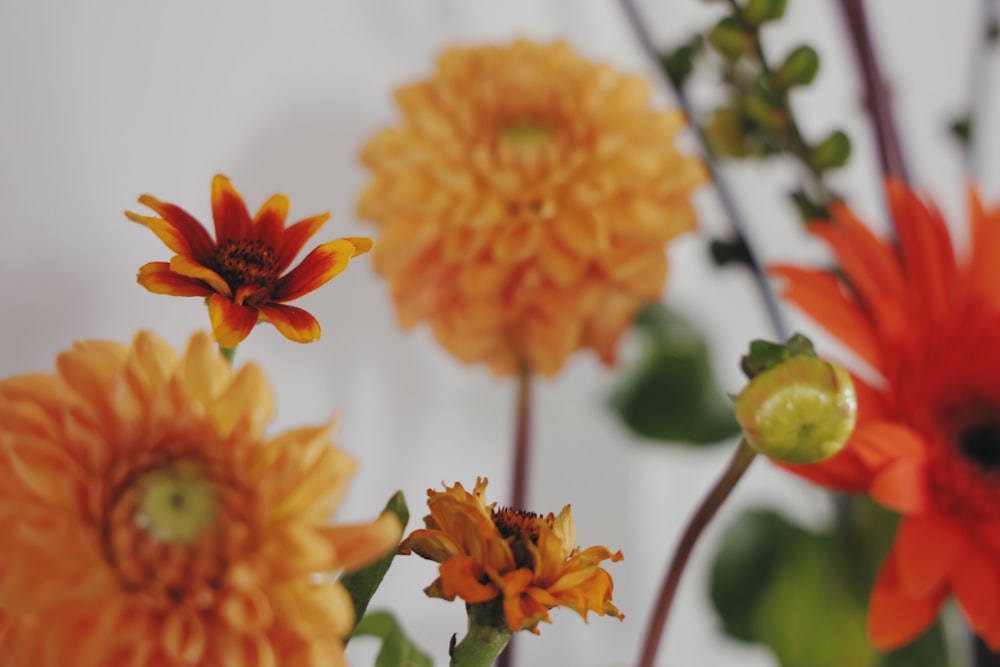 orange and yellow flower in tilt shift lens