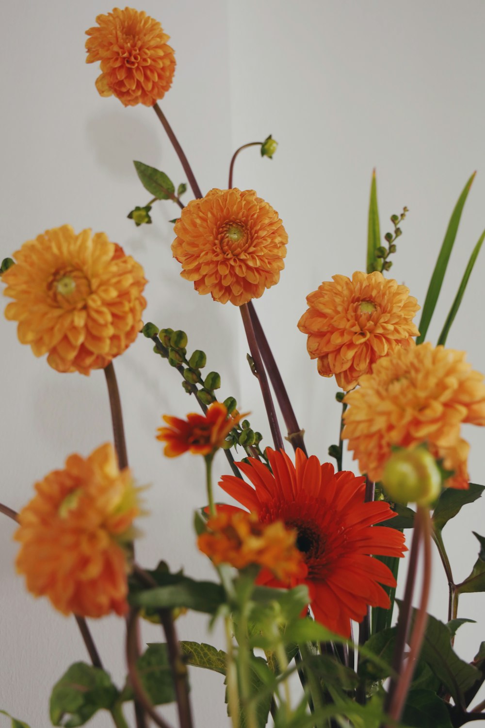 orange flowers with green leaves