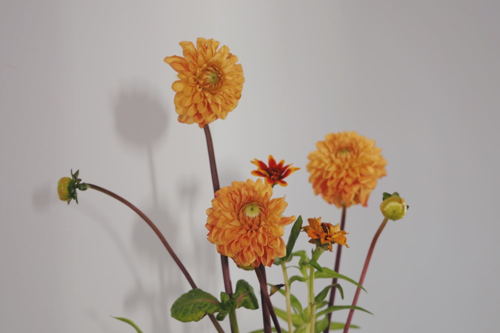 yellow flowers with green leaves