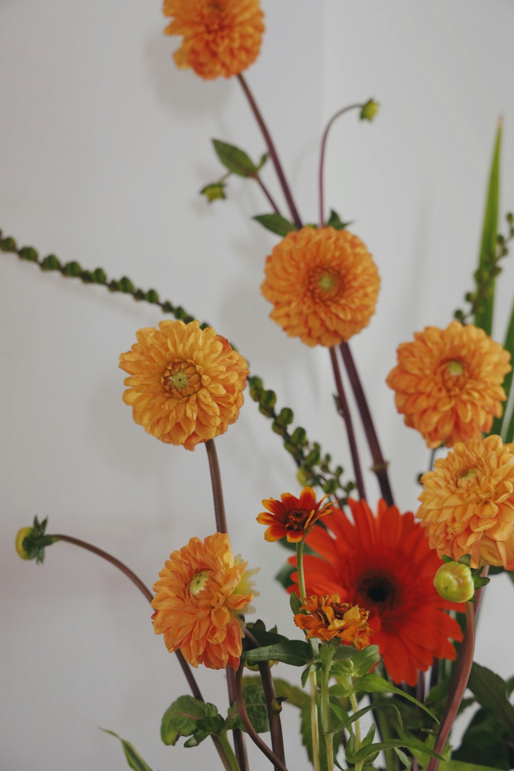 orange flowers on white wall