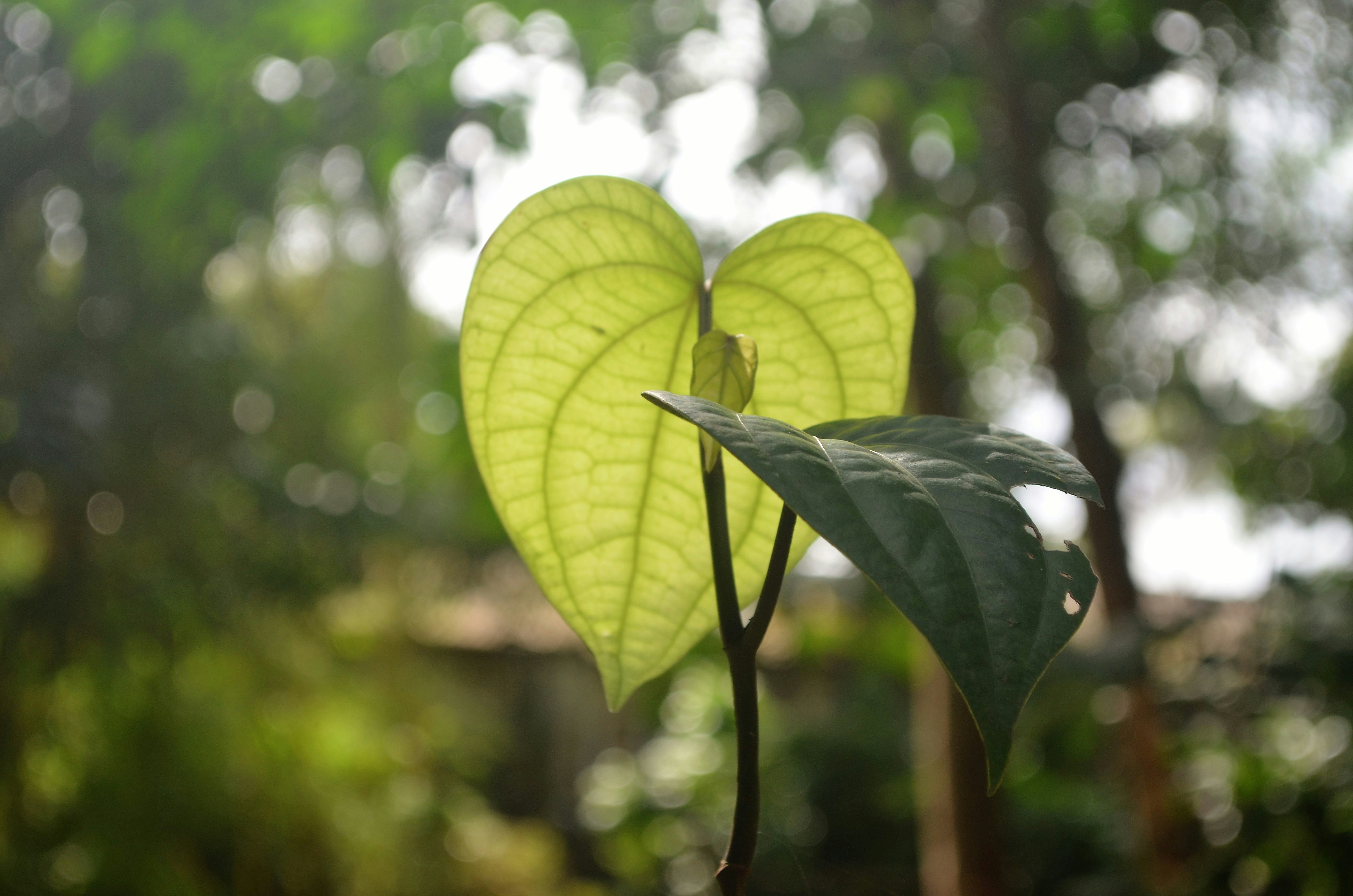 Photo by srikanthvv