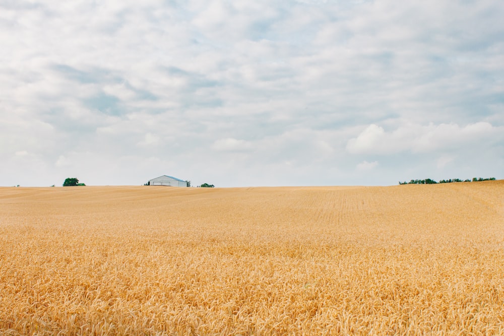 Weißes und schwarzes Haus auf braunem Feld unter weißen Wolken tagsüber