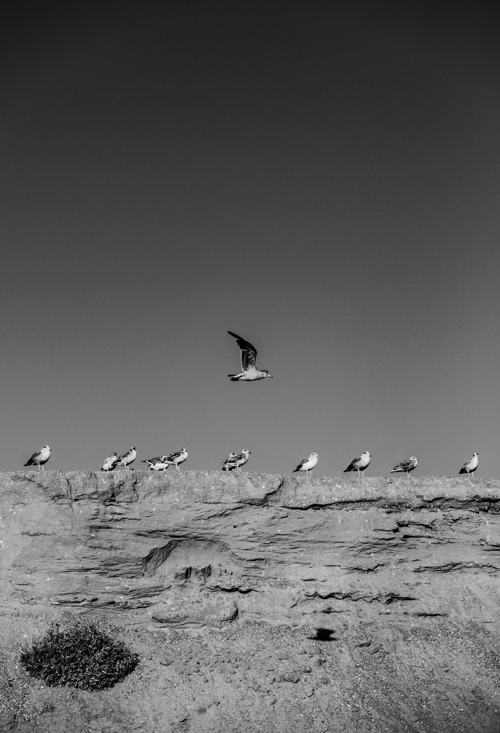 birds flying on the sky