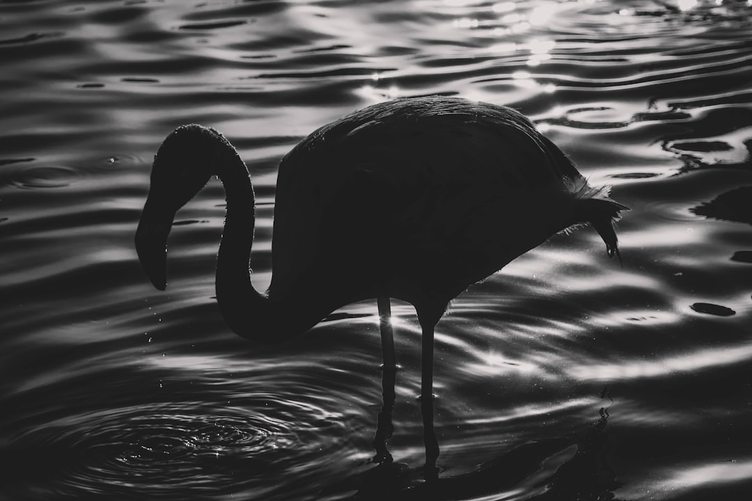 black swan on water during daytime