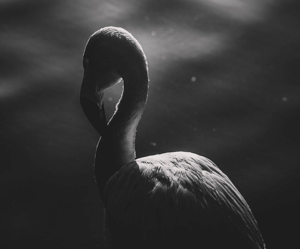 grayscale photo of swan on water