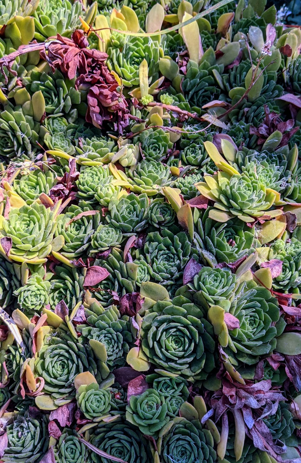 green and red flower buds