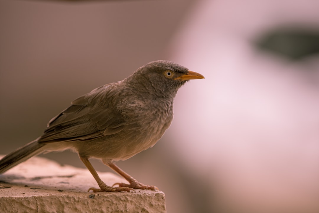 brown and gray bird on brown wooden log