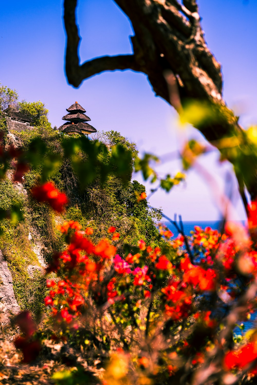 red flowers on brown rock