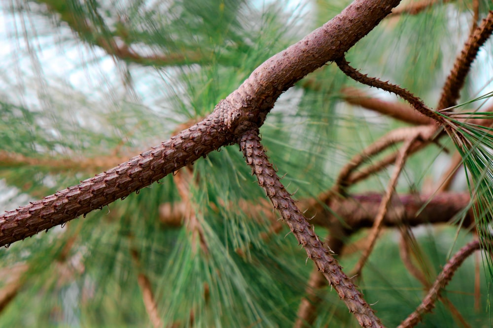 brown rope on brown tree branch