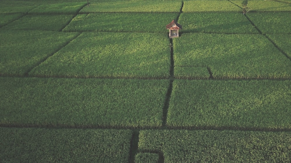 black and red lamp post on green grass field