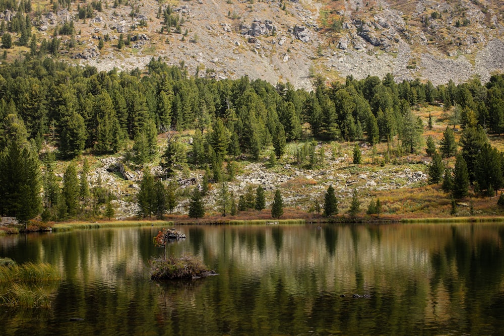 green trees near lake during daytime