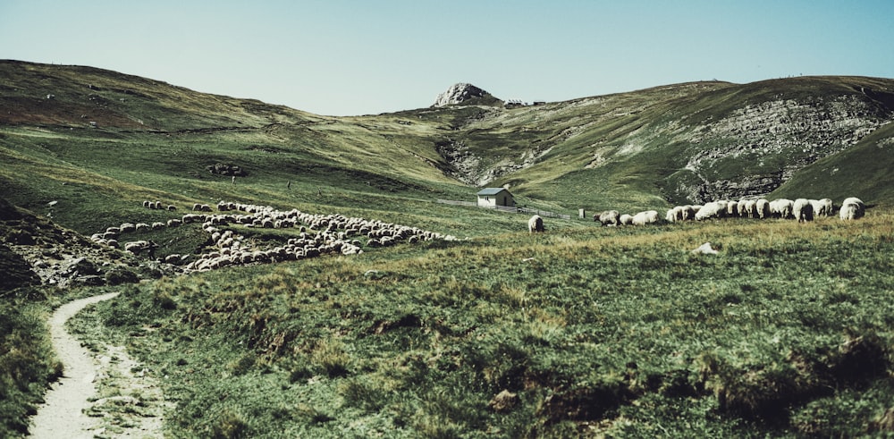 green grass field and mountain during daytime