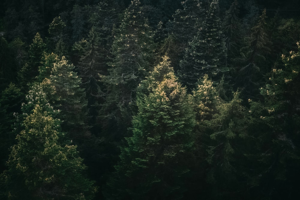 green pine trees during daytime