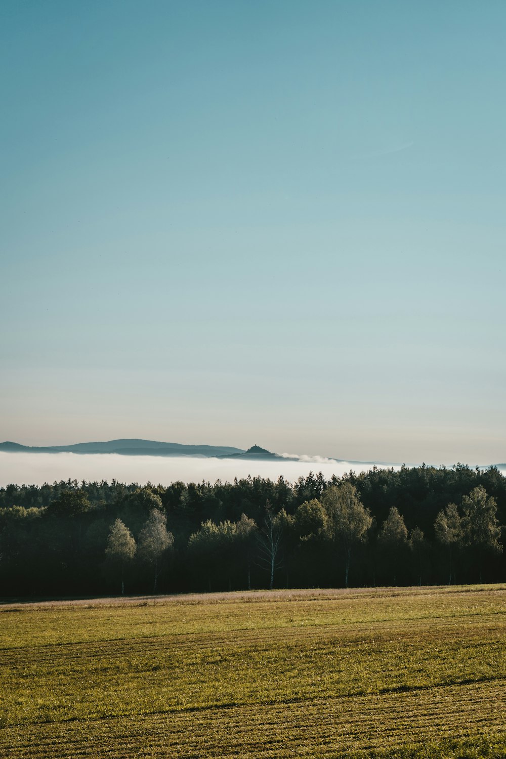 green trees on brown field under blue sky during daytime