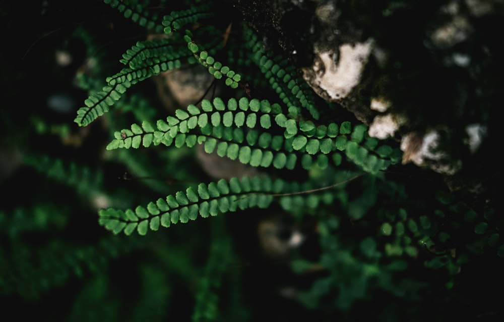 green plant in close up photography