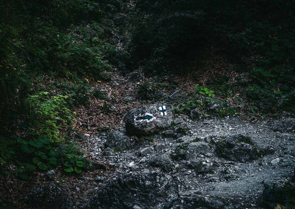 green plants on gray soil