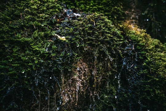 green moss on brown tree trunk in Jepii Mici Romania