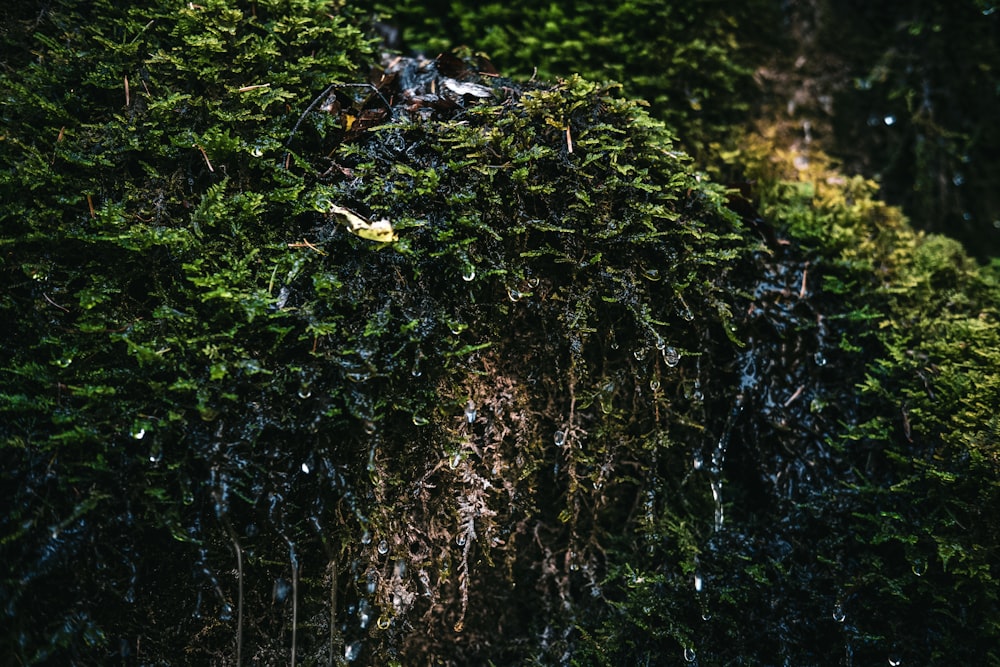 green moss on brown tree trunk