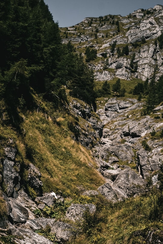 green trees on rocky mountain during daytime in Jepii Mici Romania