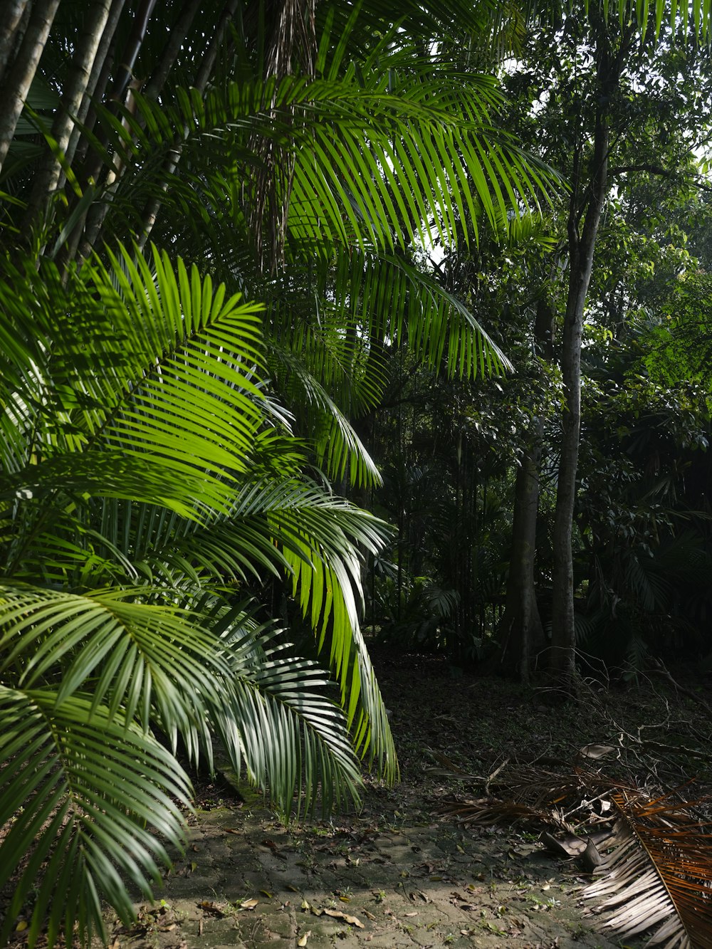 green palm tree during daytime