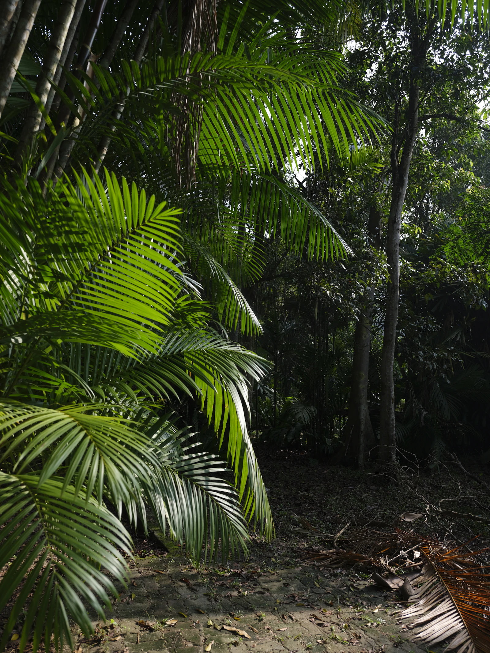Palm Kernel (Inti Sawit)