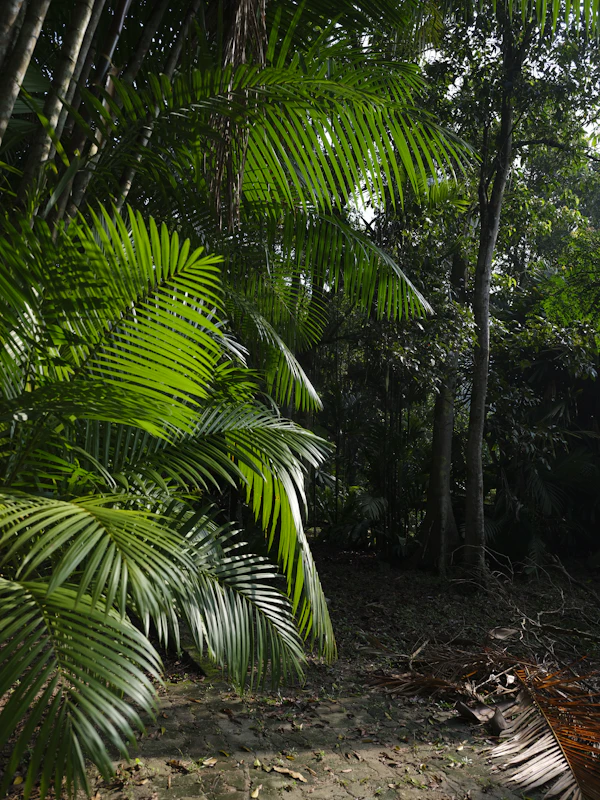 Bibit pohon kelapa sawit