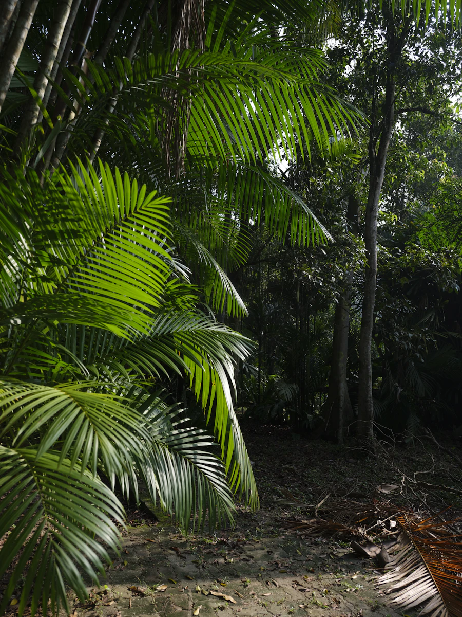 Palm Kernel inti sawit kering