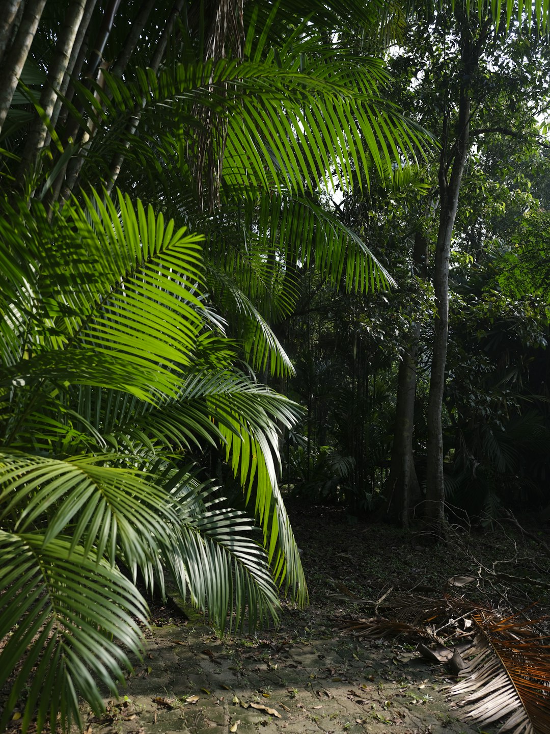 Jungle photo spot Kepong Malaysia