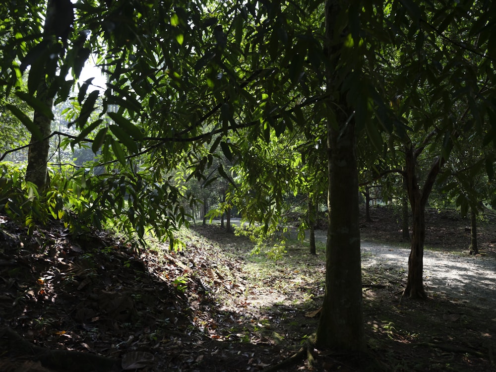 green leaf trees during daytime